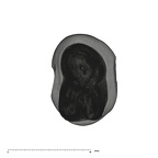UW101-1560 Homo naledi ULP3 apical