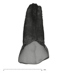 UW101-1560 Homo naledi ULP3 buccal