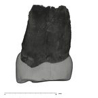 UW101-1560 Homo naledi ULP3 distal