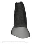 UW101-1560 Homo naledi ULP3 lingual