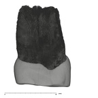 UW101-1560 Homo naledi ULP3 mesial