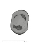 UW101-1560 Homo naledi ULP3 occlusal