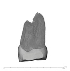 UW101-1561 Homo naledi ULP4 distal