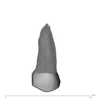 UW101-1561 Homo naledi ULP4 lingual