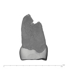UW101-1561 Homo naledi ULP4 mesial