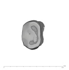 UW101-1561 Homo naledi ULP4 occlusal