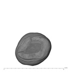 UW101-1565 Homo naledi LLP3 apical
