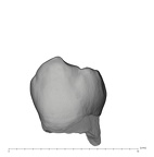 UW101-1565 Homo naledi LLP3 bucal