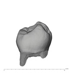 UW101-1565 Homo naledi LLP3 lingual