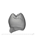 UW101-1565 Homo naledi LLP3 mesial