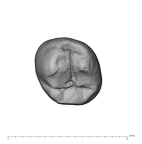 UW101-1565 Homo naledi LLP3 occlusal