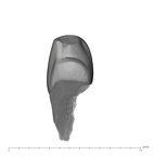 UW101-1571 Homo naledi LLDC distal