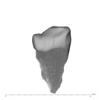 UW101-1571 Homo naledi LLDC lingual