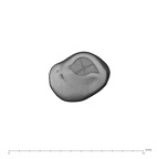 UW101-1571 Homo naledi LLDC occlusal
