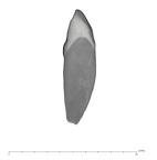UW101-1588 Homo naledi ULI2 distal