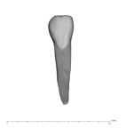 UW101-1588 Homo naledi ULI2 labial