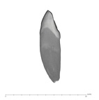 UW101-1588 Homo naledi ULI2 mesial