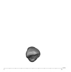 UW101-1588 Homo naledi ULI2 occlusal