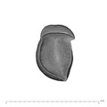 UW101-1610 Homo naledi LRC apical
