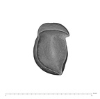 UW101-1610 Homo naledi LRC apical