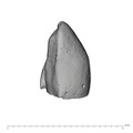 UW101-1610 Homo naledi LRC distal