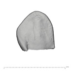 UW101-1610 Homo naledi LRC lingual