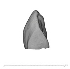 UW101-1610 Homo naledi LRC mesial