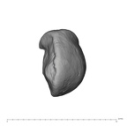 UW101-1610 Homo naledi LRC occlusal