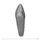UW101-1611 Homo naledi LRDC distal