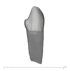UW101-1611 Homo naledi LRDC labial