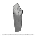 UW101-1611 Homo naledi LRDC lingual