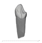 UW101-1611 Homo naledi LRDC lingual