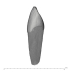 UW101-1611 Homo naledi LRDC mesial