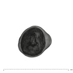 UW101-1612 Homo naledi LRDI2 apical