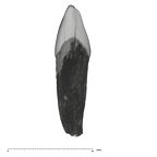 UW101-1612 Homo naledi LRDI2 distal