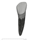 UW101-1612 Homo naledi LRDI2 labial