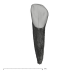 UW101-1612 Homo naledi LRDI2 lingual