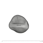 UW101-1612 Homo naledi LRDI2 occlusal