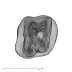 UW101-1676 Homo naledi ULM1 apical