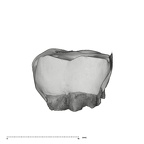 UW101-1676 Homo naledi ULM1 buccal