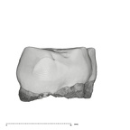 UW101-1676 Homo naledi ULM1 distal