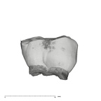 UW101-1676 Homo naledi ULM1 lingual