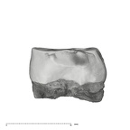 UW101-1676 Homo naledi ULM1 mesial