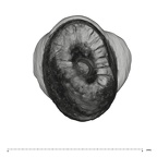 UW101-1684 Homo naledi ULI2 apical