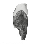 UW101-1684 Homo naledi ULI2 distal