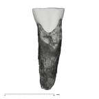 UW101-1684 Homo naledi ULI2 labial