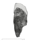 UW101-1684 Homo naledi ULI2 mesial