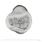 UW101-1684 Homo naledi ULI2 occlusal