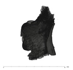 UW101-1685 Homo naledi LRDM1 apical