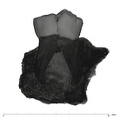 UW101-1685 Homo naledi LRDM1 buccal